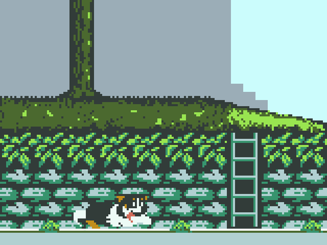 Wallace learned to ladder! Woof!